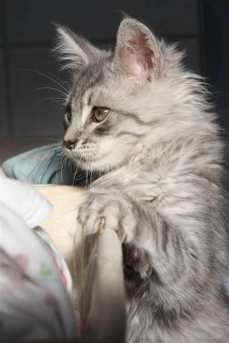 Maine Coon Frede billede 1