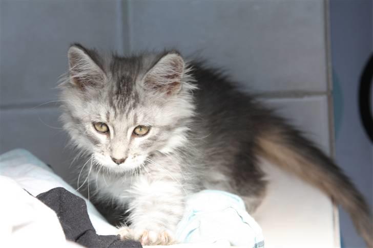 Maine Coon Frede billede 2