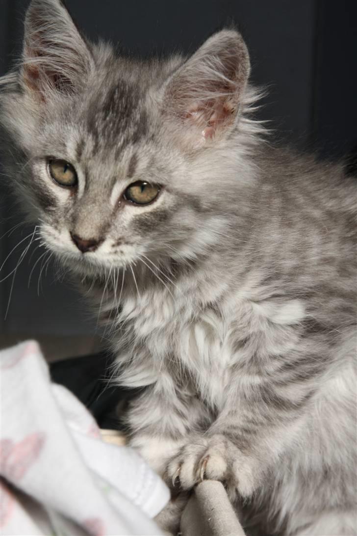 Maine Coon Frede billede 3