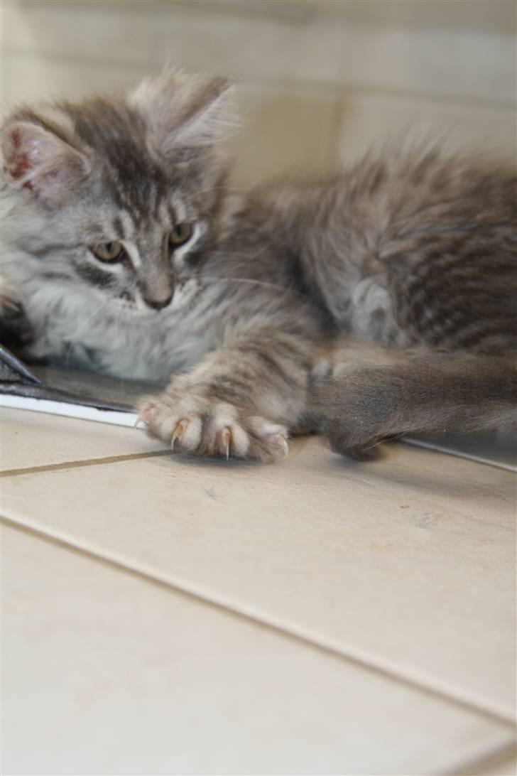 Maine Coon Frede billede 4