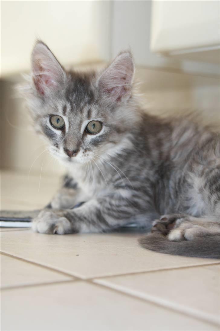 Maine Coon Frede billede 5