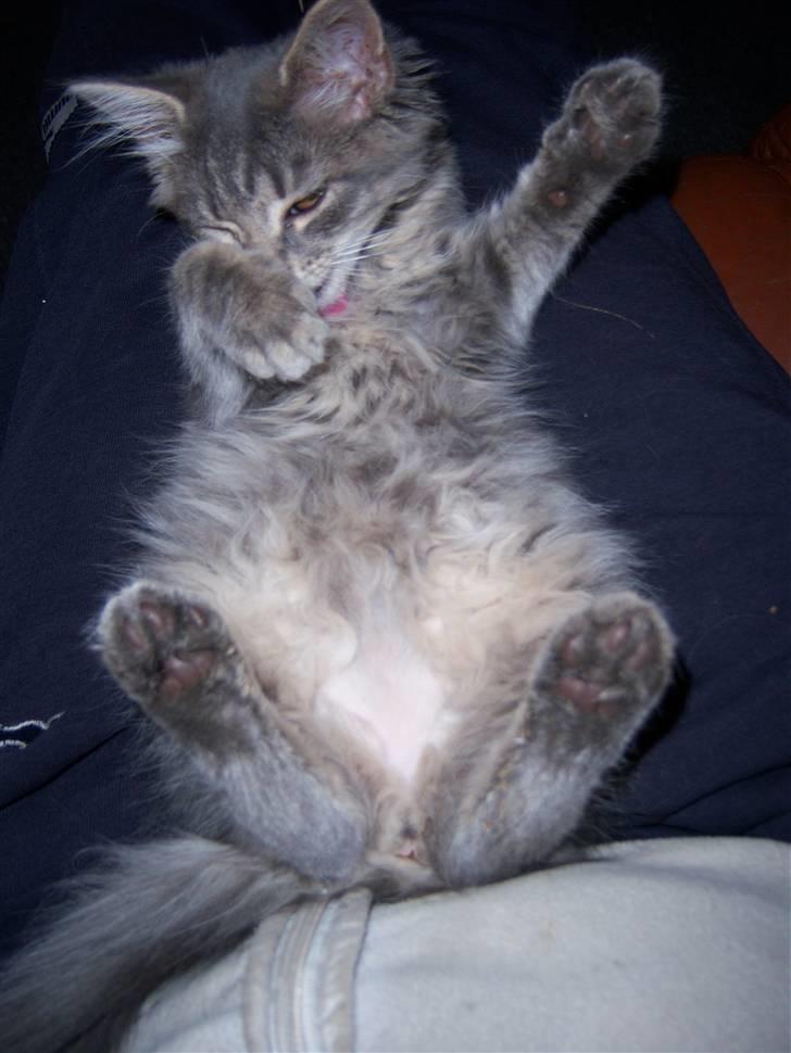 Blanding af racer TRILLE - ja maven skal også vaskes billede 1