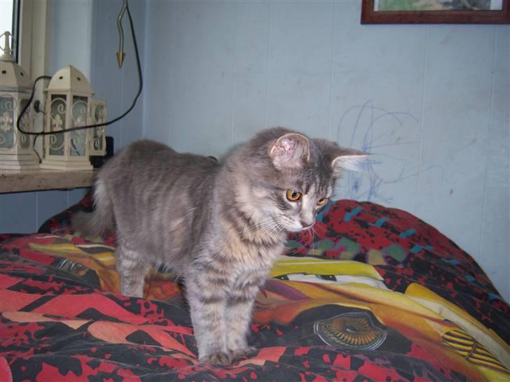 Blanding af racer TRILLE - gad vide hvad hun har fået øje på? billede 2