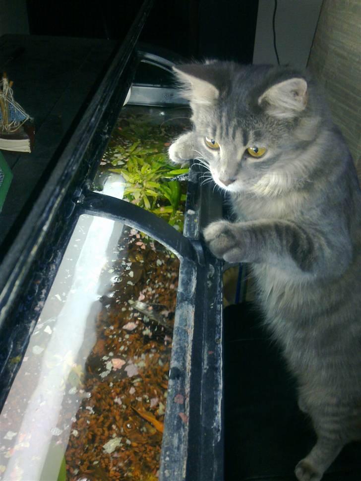 Blanding af racer TRILLE - dem ville jeg gerne have finger i  billede 3