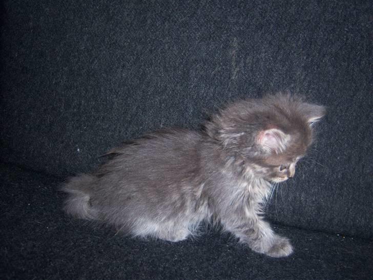 Blanding af racer TRILLE - ja her er jeg ca 13 uger gammel billede 4