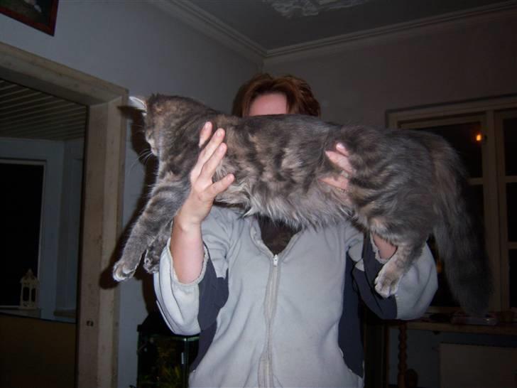 Blanding af racer TRILLE - stor og lang er jeg   7 månder ca billede 5