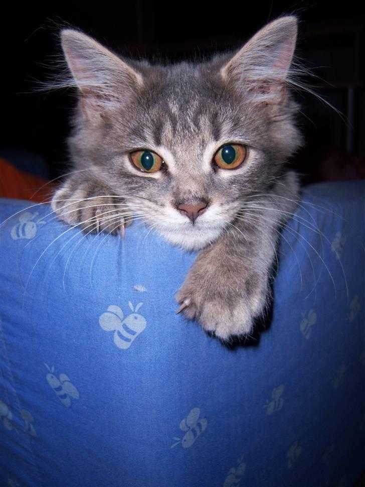 Blanding af racer TRILLE - se lige mig totalt afslapning billede 6