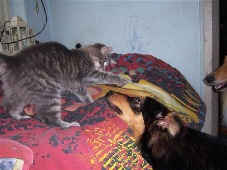 Blanding af racer TRILLE - tæver lige mor`s  hund batman billede 7