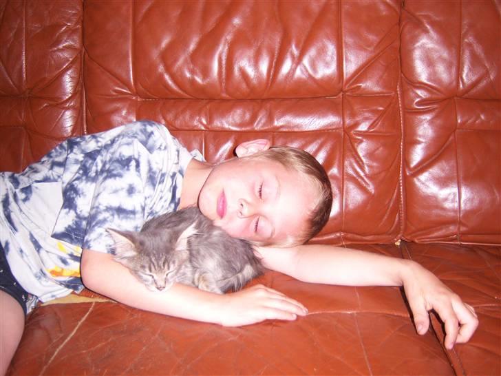 Blanding af racer TRILLE - så putter jeg lige med daniel billede 8