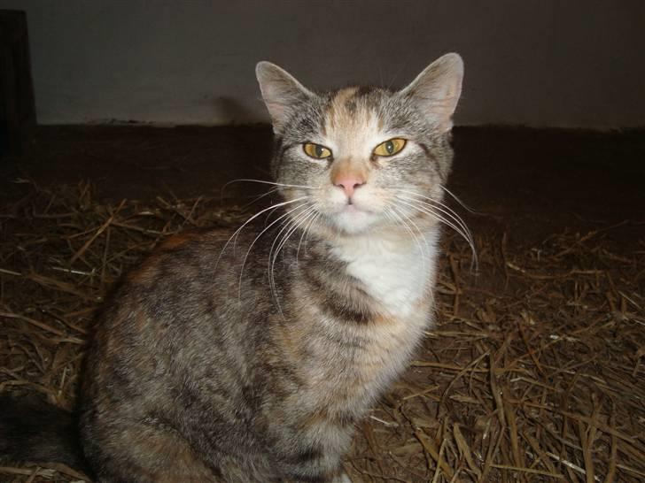 Huskat Katja *RIP* billede 18