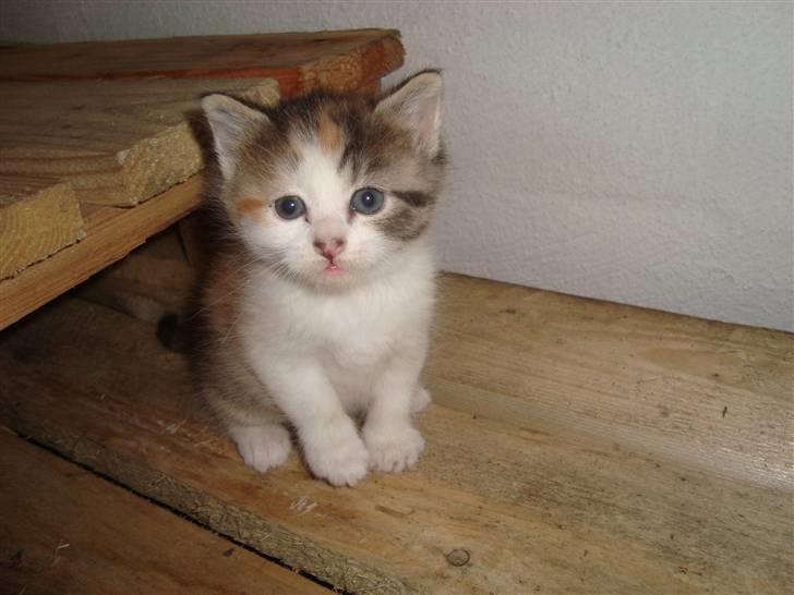 Blanding af racer Tinka *RIP* billede 1