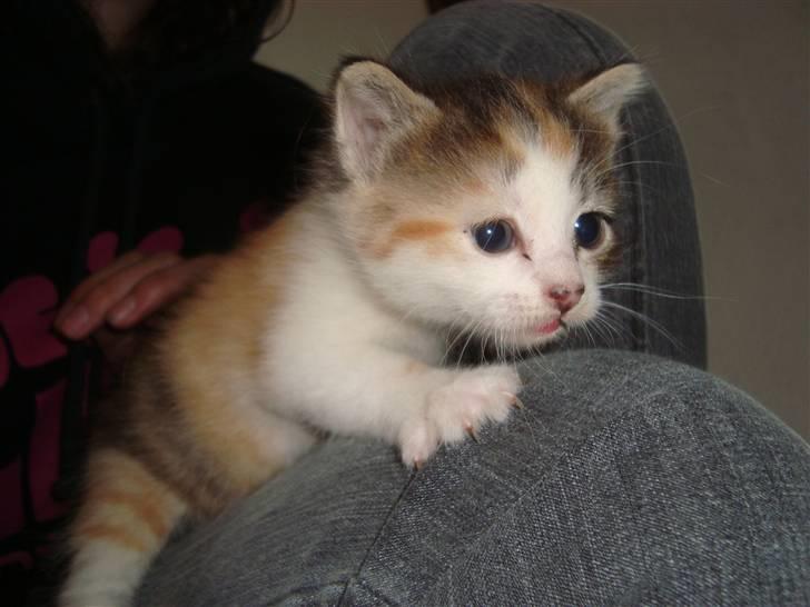 Blanding af racer Tinka *RIP* billede 2