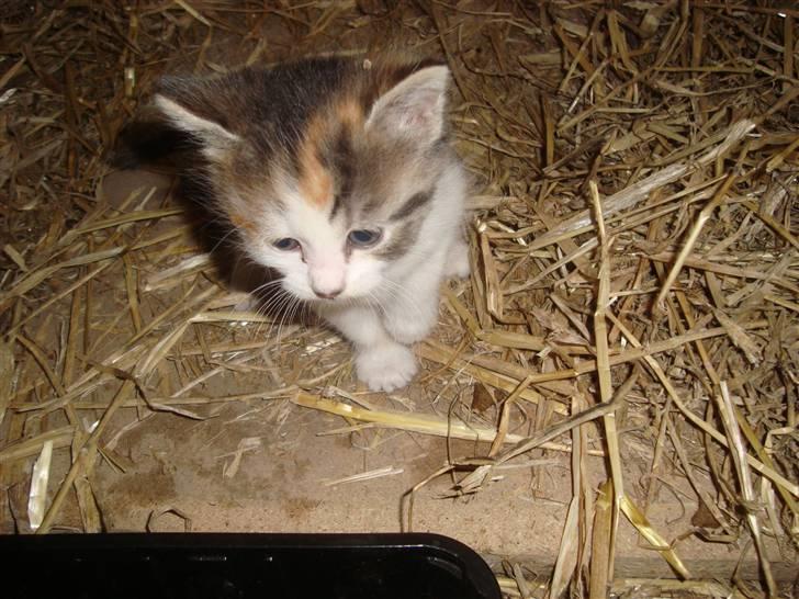 Blanding af racer Tinka *RIP* billede 3