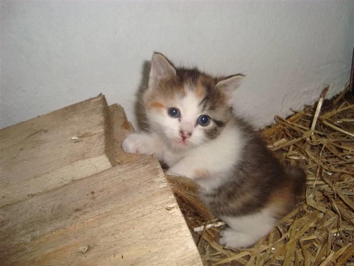 Blanding af racer Tinka *RIP* billede 5