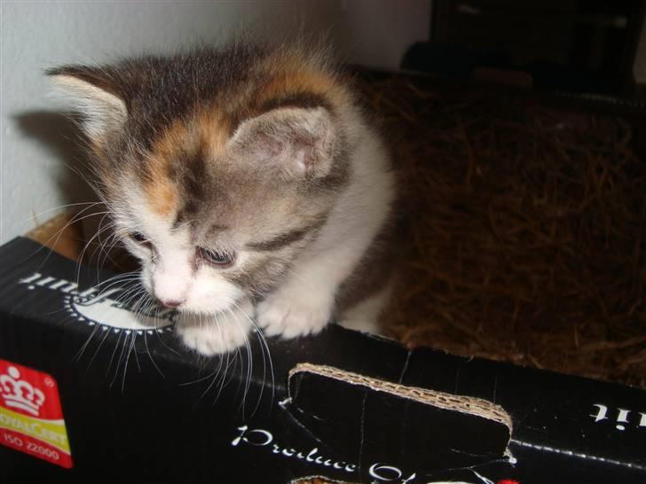 Blanding af racer Tinka *RIP* billede 6