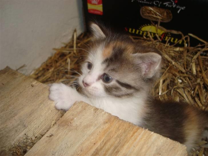 Blanding af racer Tinka *RIP* billede 7