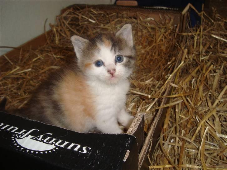 Blanding af racer Tinka *RIP* billede 9