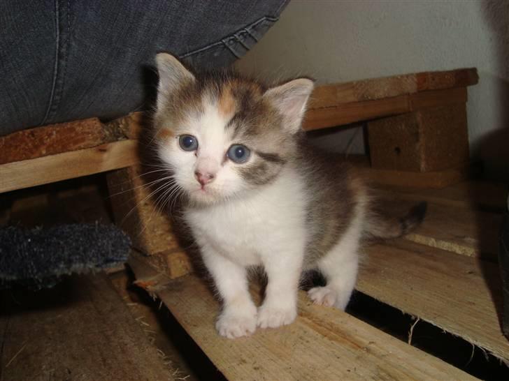 Blanding af racer Tinka *RIP* billede 10