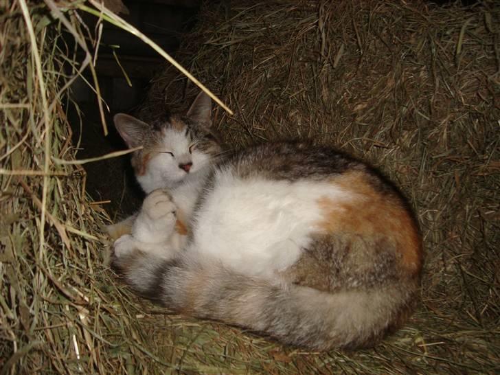 Blanding af racer Tinka *RIP* - NYT store tinka :-) billede 11