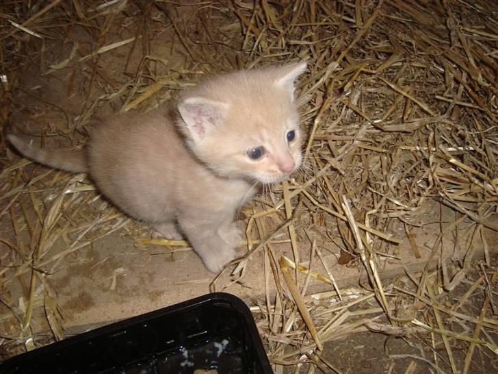 Blanding af racer Balou *RIP* billede 1