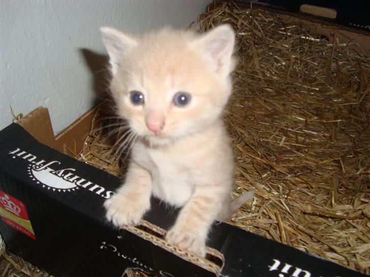 Blanding af racer Balou *RIP* billede 4