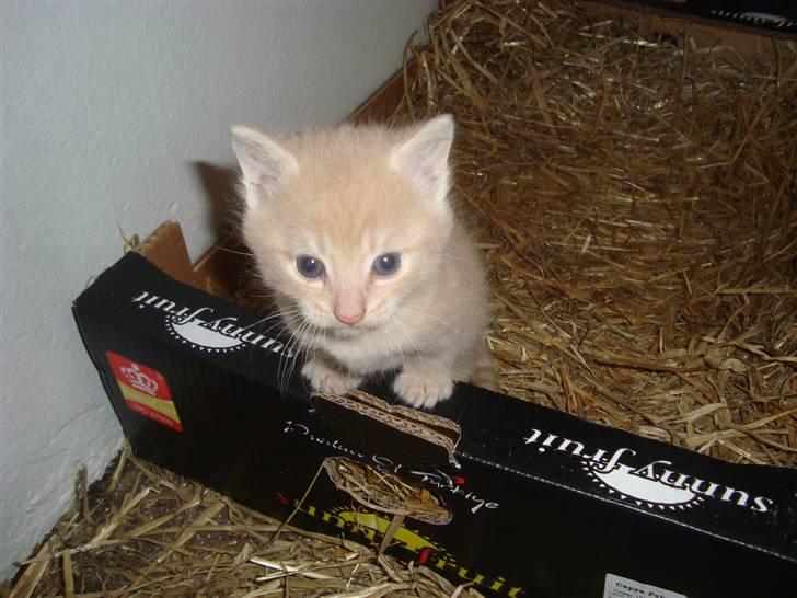 Blanding af racer Balou *RIP* billede 5