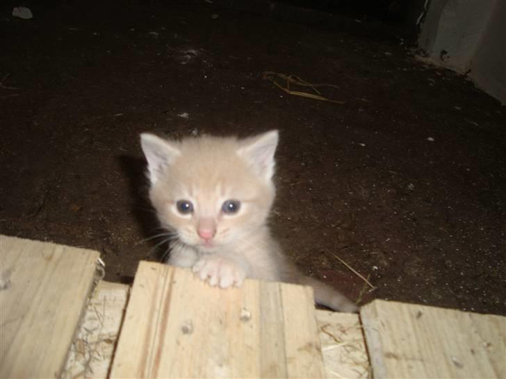 Blanding af racer Balou *RIP* billede 6