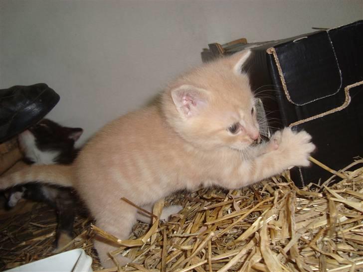 Blanding af racer Balou *RIP* billede 7