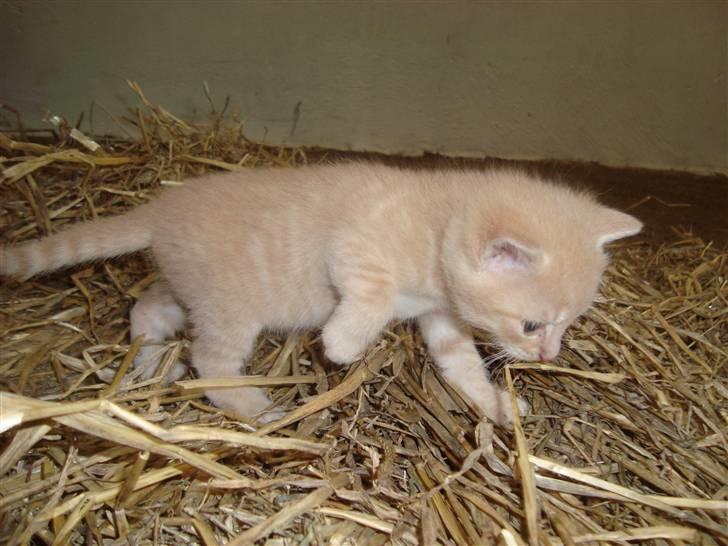 Blanding af racer Balou *RIP* billede 8