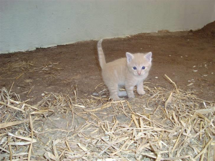 Blanding af racer Balou *RIP* billede 9