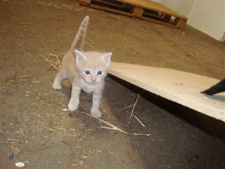 Blanding af racer Balou *RIP* billede 10