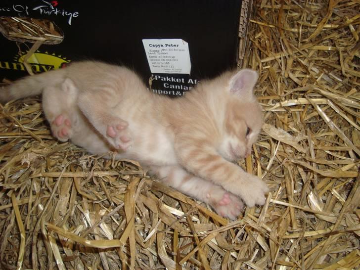 Blanding af racer Balou *RIP* billede 11