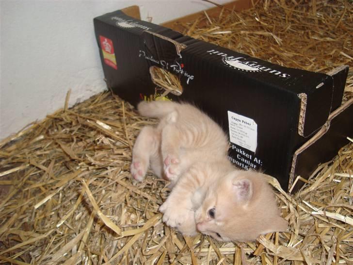 Blanding af racer Balou *RIP* billede 12