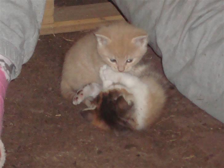 Blanding af racer Balou *RIP* billede 14