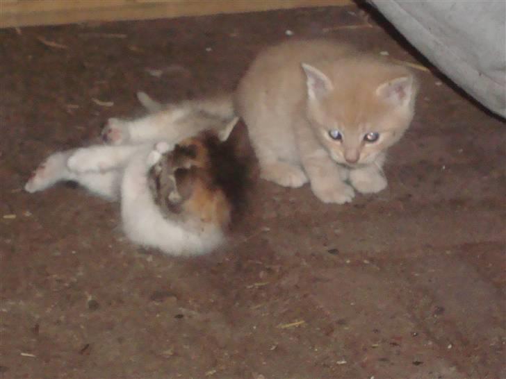 Blanding af racer Balou *RIP* billede 16