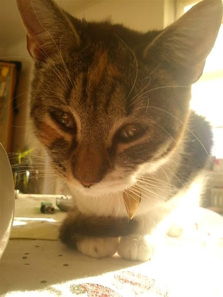 Blanding af racer Angel *Bor i Bække - Miiav billede 1