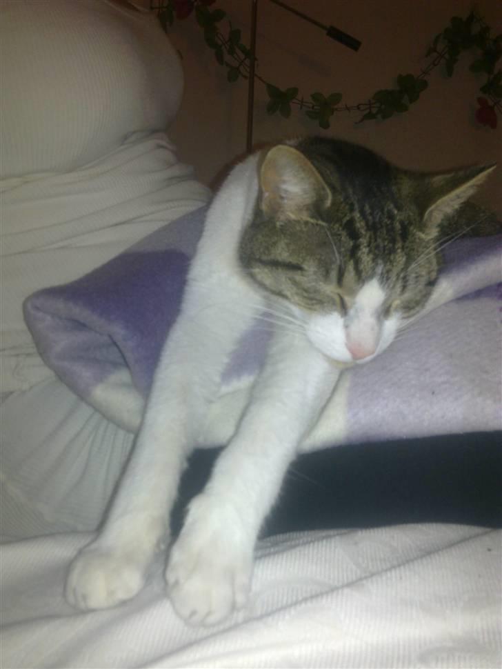 Blanding af racer Darling billede 1