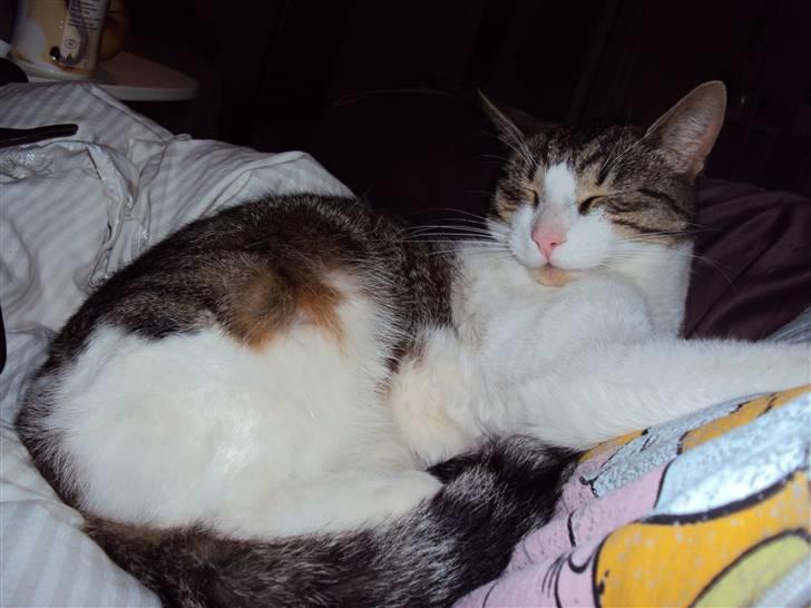 Blanding af racer Darling billede 2