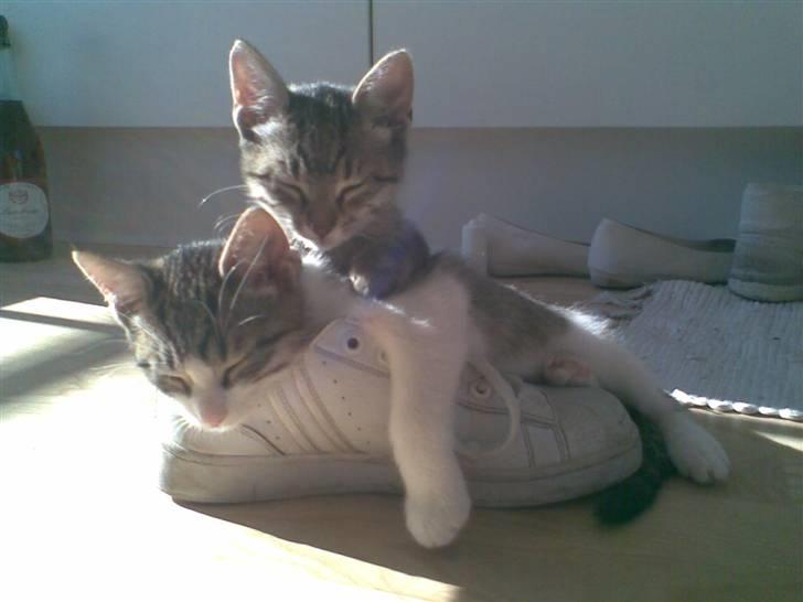 Blanding af racer Darling billede 5