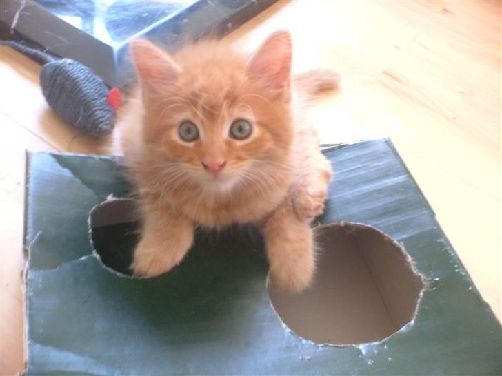 Maine Coon Joe the Bandit (Bandit) - Bandit synes det er en fantastisk kasse jeg har lavet til ham :) billede 14