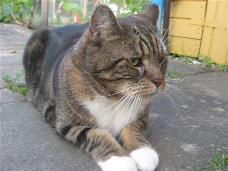 Huskat Frederik (himmelkat) billede 10