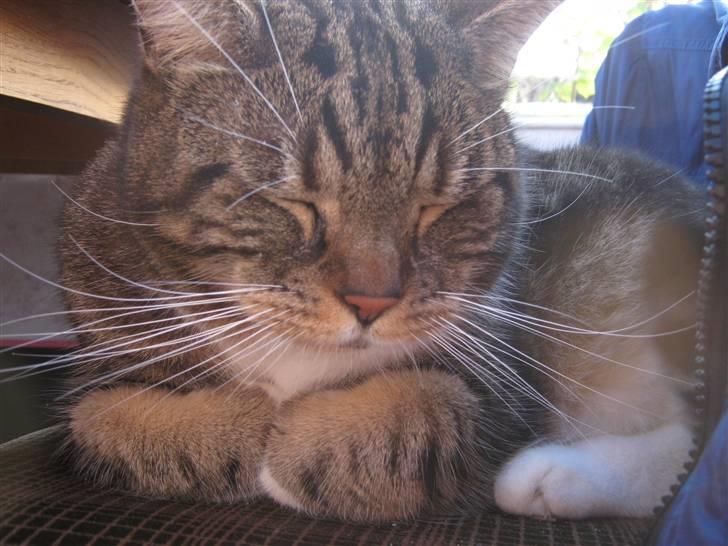 Huskat Frederik (himmelkat) billede 11