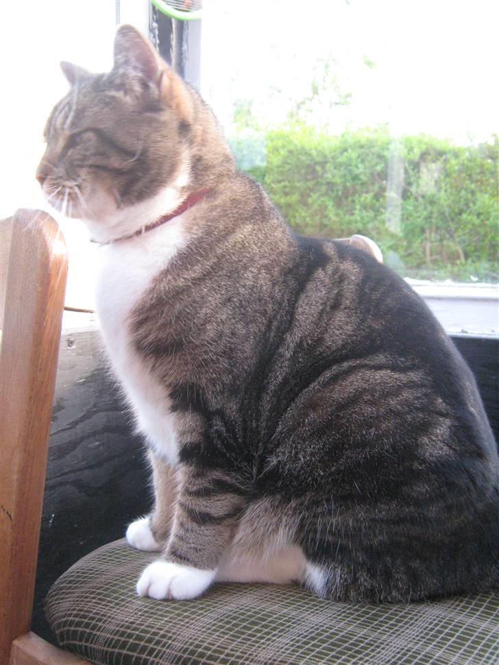 Huskat Frederik (himmelkat) billede 12