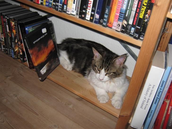 Maine Coon DK Vingsteds DÁngelo billede 6