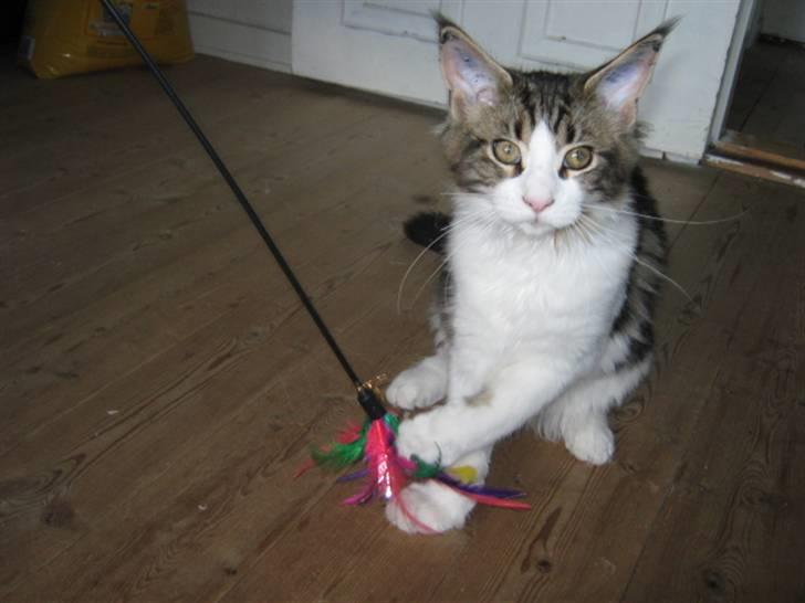 Maine Coon DK Vingsteds DÁngelo billede 7