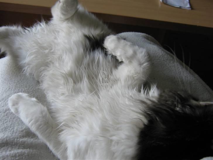 Maine Coon DK Vingsteds Firefly  billede 6