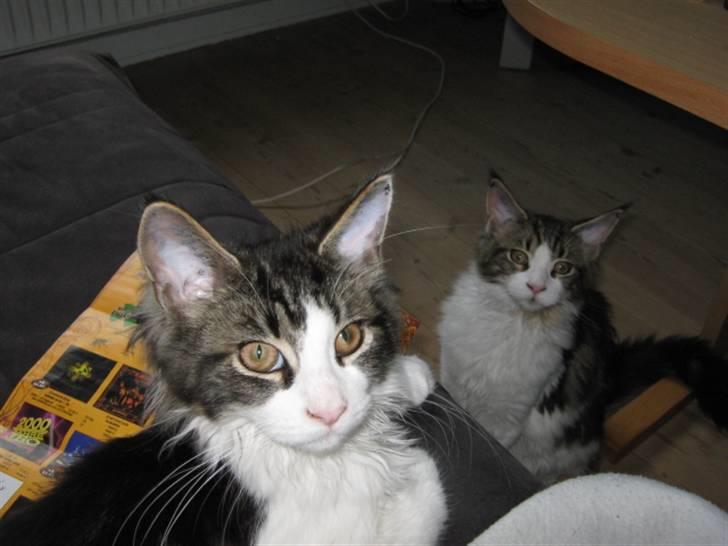 Maine Coon DK Vingsteds Firefly  billede 7