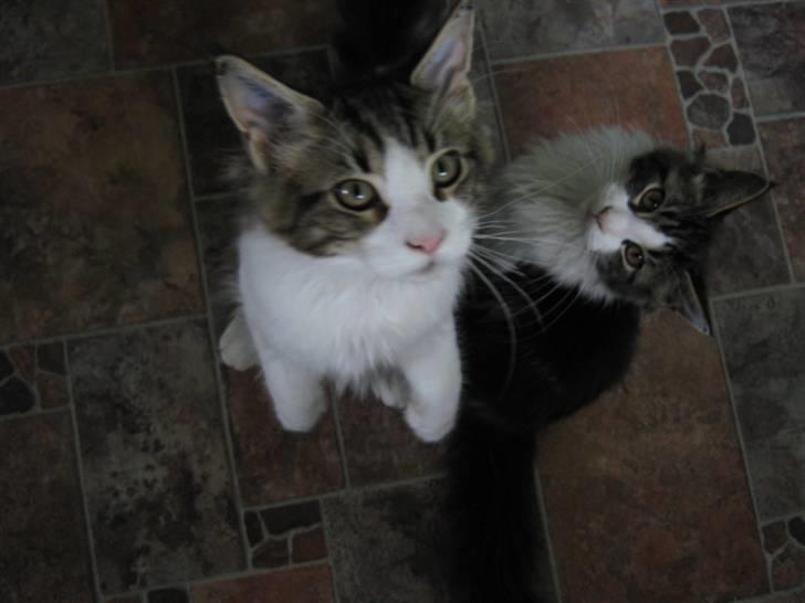 Maine Coon DK Vingsteds Firefly  billede 8