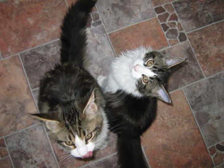 Maine Coon DK Vingsteds Firefly  billede 9