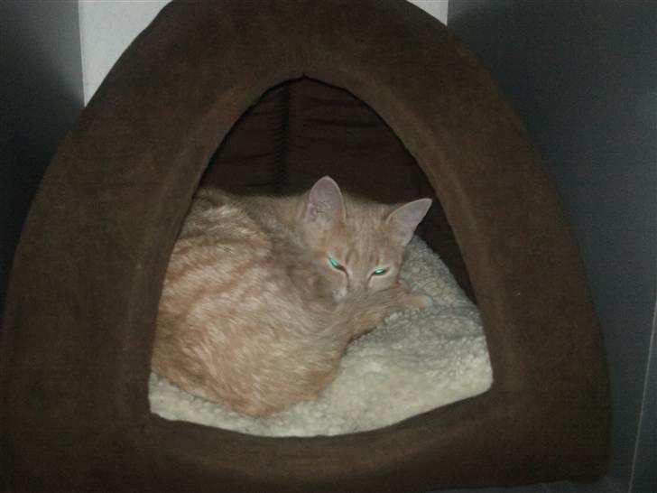 Blanding af racer Bella - Bellas hule :D billede 1